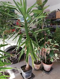 pianta tronco della felicità