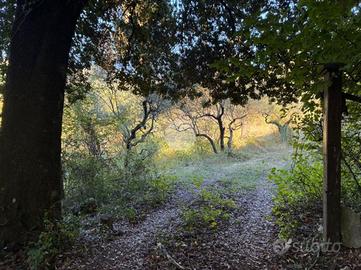 TER. AGRICOLO A PALOMBARA SABINA