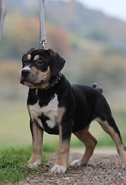 American bully XL