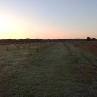 Noccioleto tonda gentile 260 piante 5x4