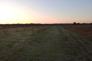 Noccioleto tonda gentile 260 piante 5x4