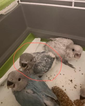Ultimi due inseparabile allevati a mano