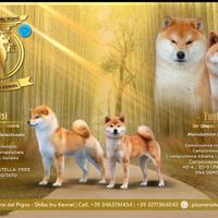 Cuccioli di shiba inu con pedigree