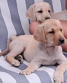 Cuccioli Labrador