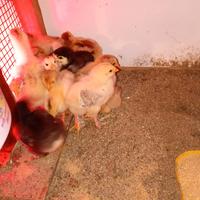 Brahma galline galli