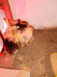 Brahma galline galli