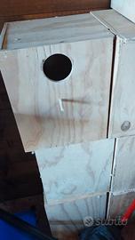 Parrocchetti pappagalli