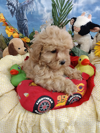 Sono Malti-Poo Cuccioli Meravigliosi