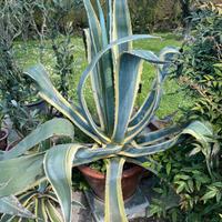 Agave in vaso di terracotta