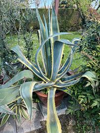 Agave in vaso di terracotta
