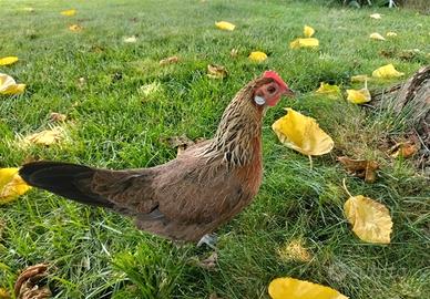 Galline olandese nane