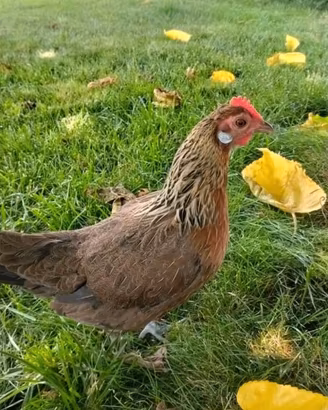 Galline olandese nane