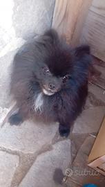 Volpino pomerania mini