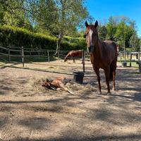 Cavalla qh fattrice