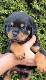 Rottweiler Puppy