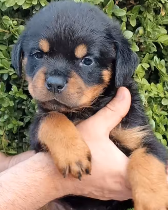 Rottweiler Puppy