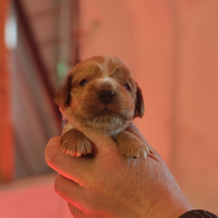 Cocker cuccioli fulvi cremona