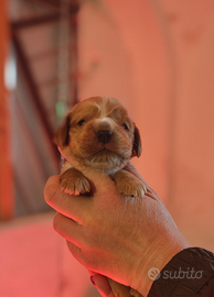 Cocker cuccioli fulvi cremona