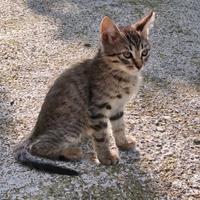 Gattino molto simpatico