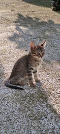 Gattino molto simpatico