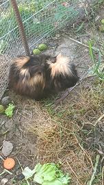 Cavie peruviane