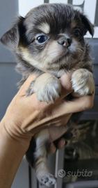 Cuccioli di Chihuahua con pedigree