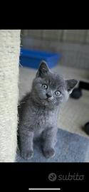 Gatto certosino