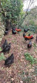 Galline Marans