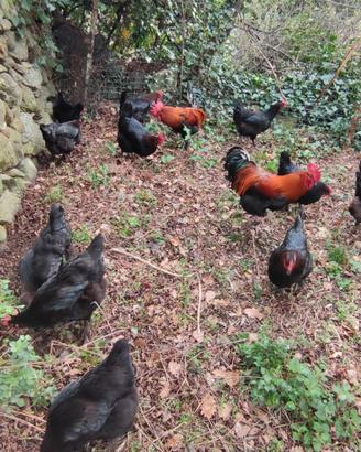 Galline Marans