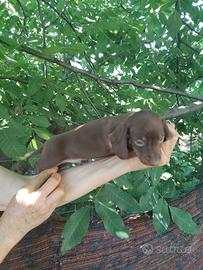 Bassotto cioccolato cuccioli