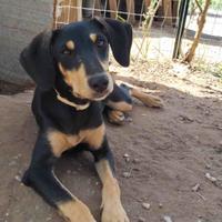 Cucciola femmina cane dolce brava a casa