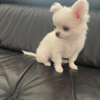 Chihuahua con pedigree