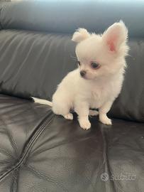 Chihuahua con pedigree