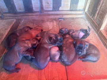 Pastore Belga Malinois