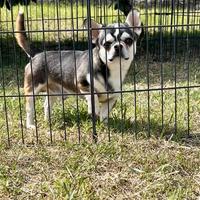 Chihuahua stallone husky