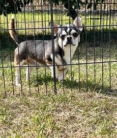 Chihuahua stallone husky