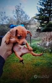 Cuccioli di pinscher toy
