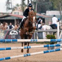 Bravissimo pony sportivo