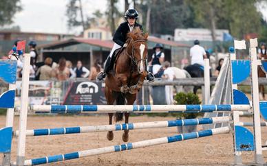 Bravissimo pony sportivo