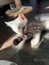 Gatto gattino bengala