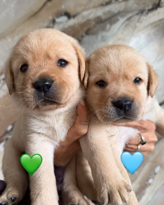 Cuccioli di Labrador Allevamento professionale