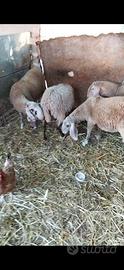 Pecore agnelle