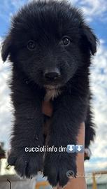 Cuccioli pastore tedesco&border collie