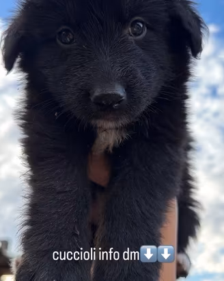 Cuccioli pastore tedesco&border collie
