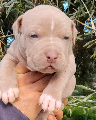 Pitbull
