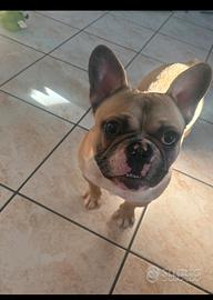 Buldog francese