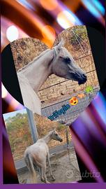 cavallo 