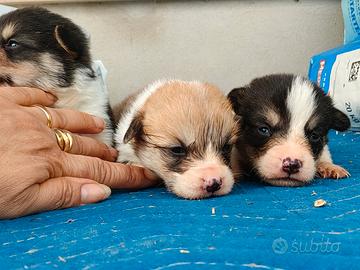 Welsh corgi Pembroke pedigree enci
