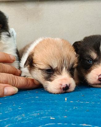 Welsh corgi Pembroke pedigree enci