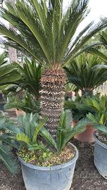 cycas 15 anni revoluta femmina con figli